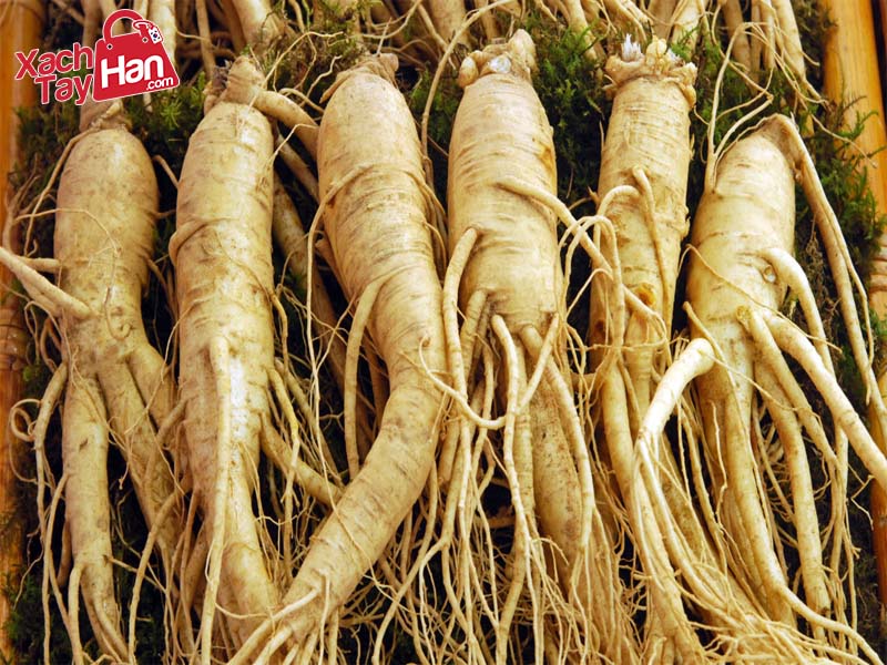 cách nhận biết sâm 6 năm tuổi