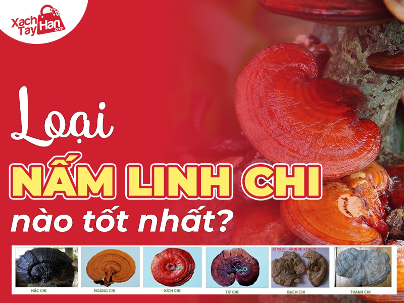 Loại nấm linh chi nào tốt nhất ?